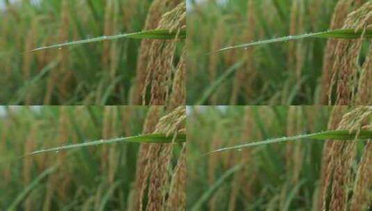 成熟的稻穗水稻特写雨露水珠田野高清在线视频素材下载