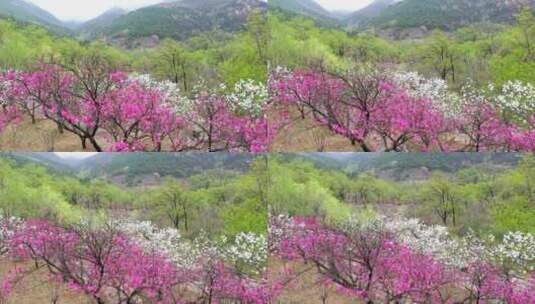 春雨滋润，泰山彩石溪桃花盛开高清在线视频素材下载