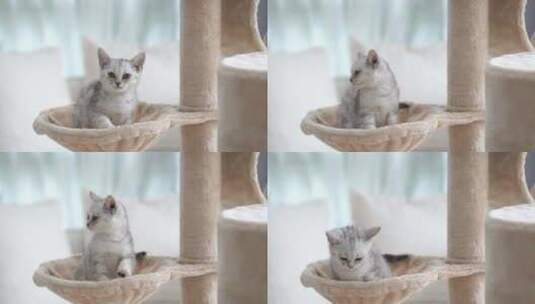 可爱的美国短发小猫在猫塔上玩耍高清在线视频素材下载