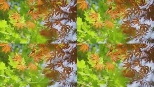 秋天枫叶色彩随风飘动高清在线视频素材下载