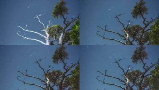 海南五指山热带雨林国家森林公园星空流星高清在线视频素材下载