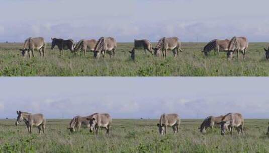 草原上的斑马高清在线视频素材下载