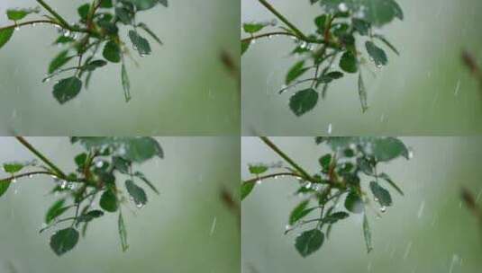 月季 绿叶 细雨  19高清在线视频素材下载
