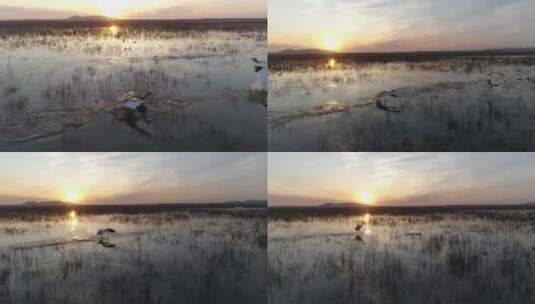 湿地 河面 候鸟 起飞高清在线视频素材下载