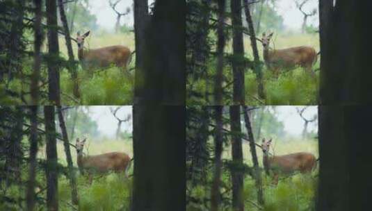 森林中的小鹿高清在线视频素材下载