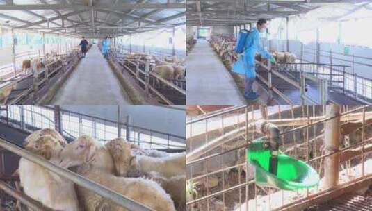 羊圈 饲养 喂羊 绵羊高清在线视频素材下载
