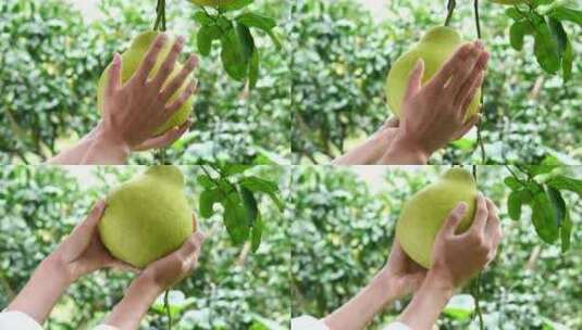 柚子 果园 丰收高清在线视频素材下载
