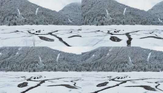 西藏林芝巴松措，雪地森林和牦牛的航拍风光高清在线视频素材下载