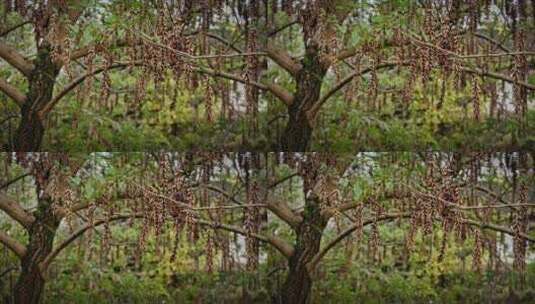 西溪湿地秋季枯黄的紫藤花树高清在线视频素材下载