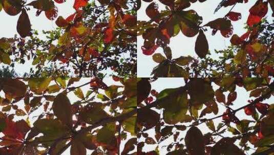 仰拍树叶仰望树林仰视树枝冬天的红树叶落叶高清在线视频素材下载