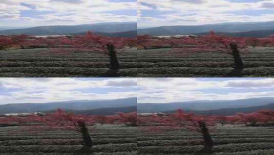 冬日大理无量山樱花谷茶园农业生态高清在线视频素材下载