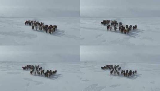 航拍呼伦贝尔冬季草原马群-83高清在线视频素材下载