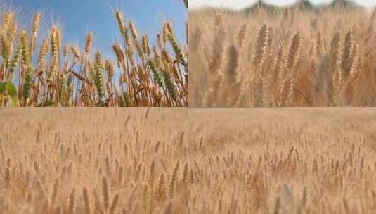 风吹麦浪成熟麦子高清在线视频素材下载