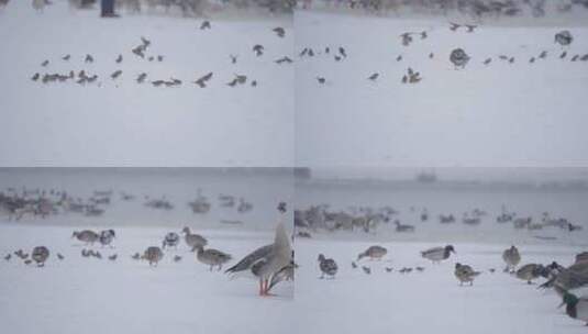 冬季湖面上野生绿头鸭和麻雀在自由飞翔觅食高清在线视频素材下载