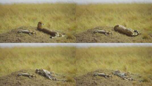 两只猎豹在睡觉高清在线视频素材下载