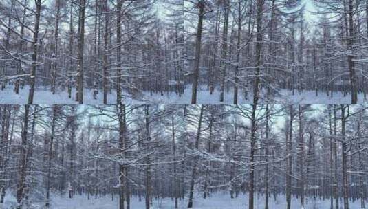 银装素裹雪原松林高清在线视频素材下载