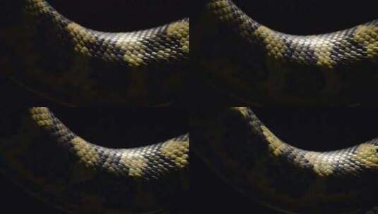 野生爬行动物 蛇高清在线视频素材下载