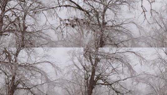 冰雪雾凇森林高清在线视频素材下载