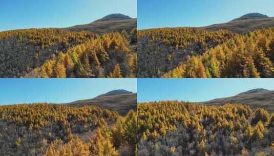 秋天山景 秋景 秋色 秋游高清在线视频素材下载