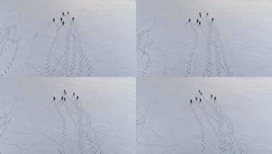 奔跑的企鹅，南极洲雪地上的脚印高清在线视频素材下载