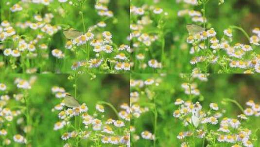 夏天户外的白色野花小雏菊山花实拍素材高清在线视频素材下载