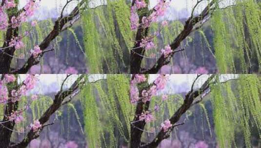 （慢镜）春风吹动樱花垂柳桃红柳绿高清在线视频素材下载