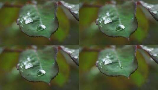 雨天植物叶子的雨水雨滴水珠的自然治愈风景高清在线视频素材下载