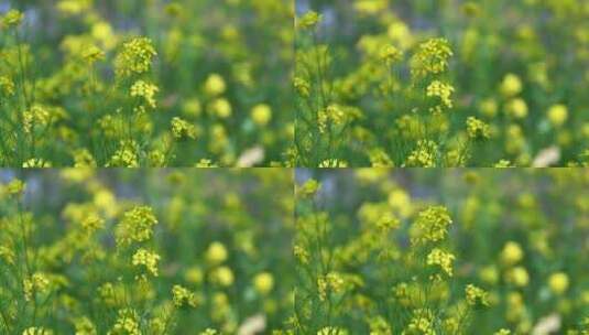 春天盛开的黄色油菜花与采蜜蜜蜂满画幅特写高清在线视频素材下载