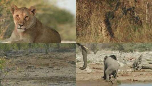 非洲大草原野生动物高清在线视频素材下载
