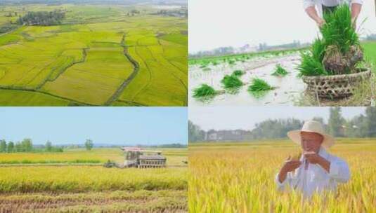 稻田 插秧 水稻 大米高清在线视频素材下载