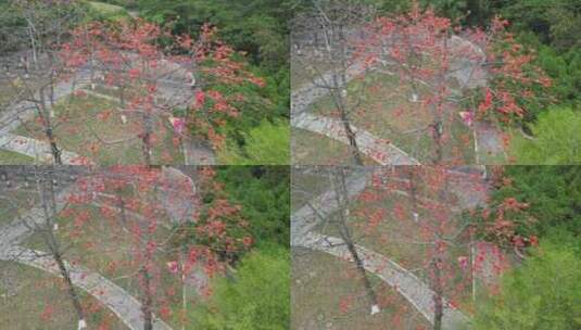 木棉花航拍高清在线视频素材下载