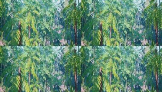 8K原始森林树木场景高清在线视频素材下载