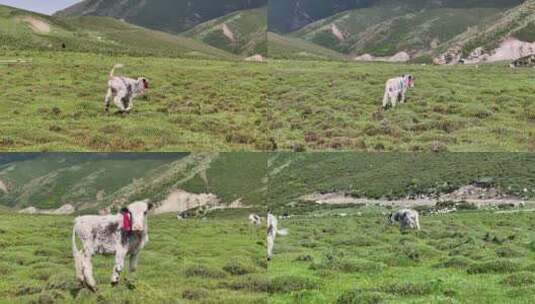 草原 牛粪滩 草地航拍高清在线视频素材下载