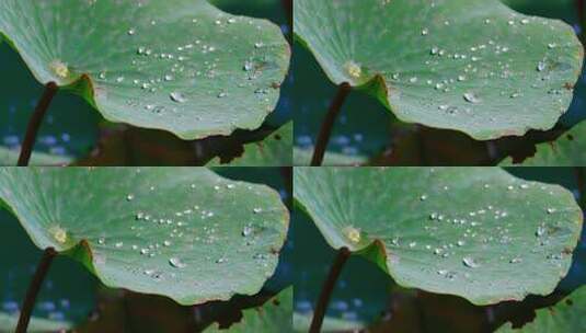 雨后荷叶上的露水珠高清在线视频素材下载