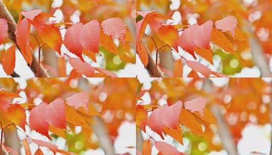 金色秋天五彩树叶唯美秋景高清在线视频素材下载