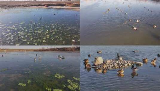 滹沱河 野鸭 白鹭 水面 湿地 自然生态高清在线视频素材下载