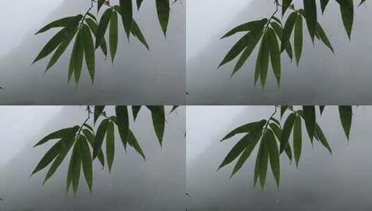 下雨天带水珠的竹叶特写高清在线视频素材下载