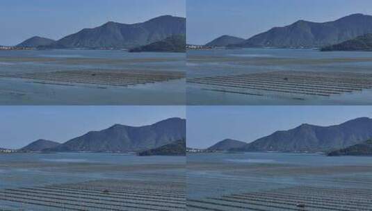 生蚝海上养殖场壮观景象高清在线视频素材下载