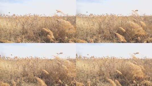 芦苇 空地 草 芦叶 高清在线视频素材下载