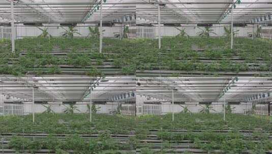 温室大棚内蔬菜种植场景高清在线视频素材下载