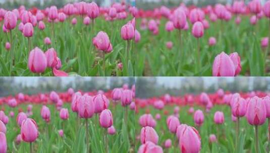 粉色郁金香花海特写高清在线视频素材下载