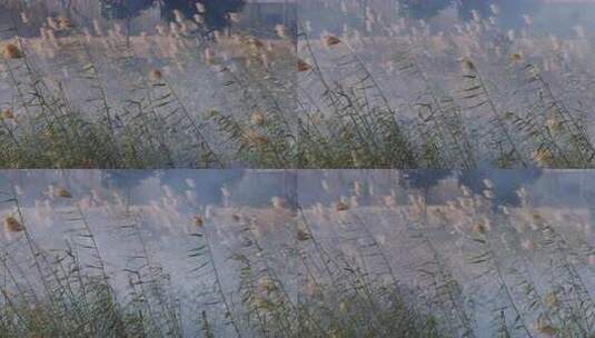 烟雾飘过夕阳下的芦苇丛06【10bit】高清在线视频素材下载