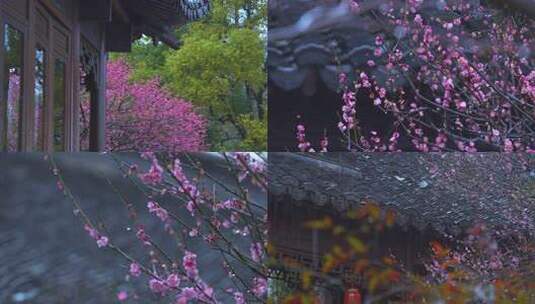 【合集】杭州西湖郭庄雨天梅花风景高清在线视频素材下载