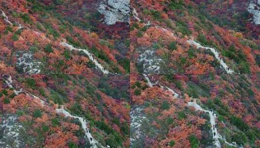 秋日红叶森林航拍满山红叶高清在线视频素材下载