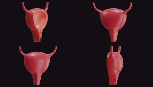 膀胱 3d 动画高清在线视频素材下载