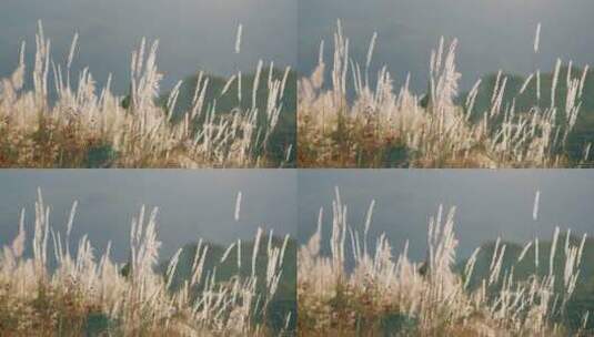夕阳下的芦苇实拍视频2高清在线视频素材下载