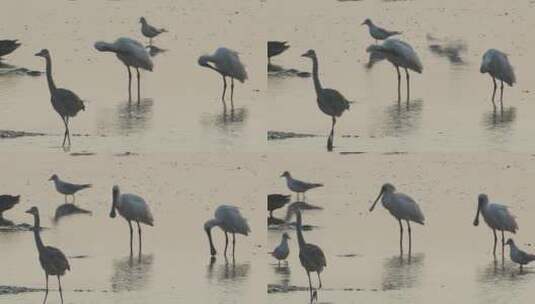 深圳湾自然鸟类视频高清在线视频素材下载