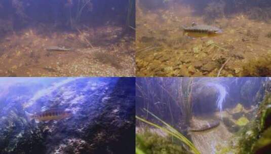 镜头跟随水下的金鳟鱼高清在线视频素材下载