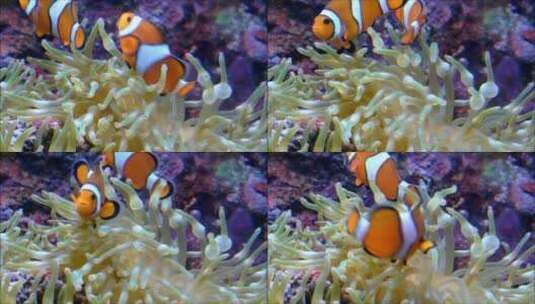 小丑鱼在海葵上游泳高清在线视频素材下载