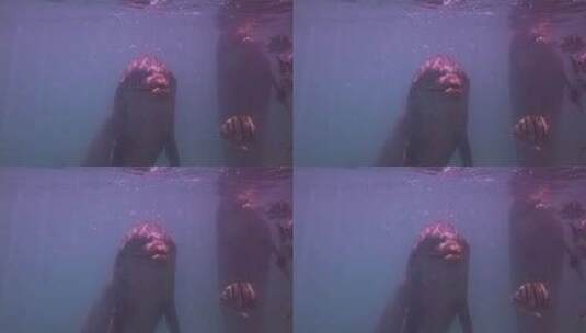 水下的海豚高清在线视频素材下载
